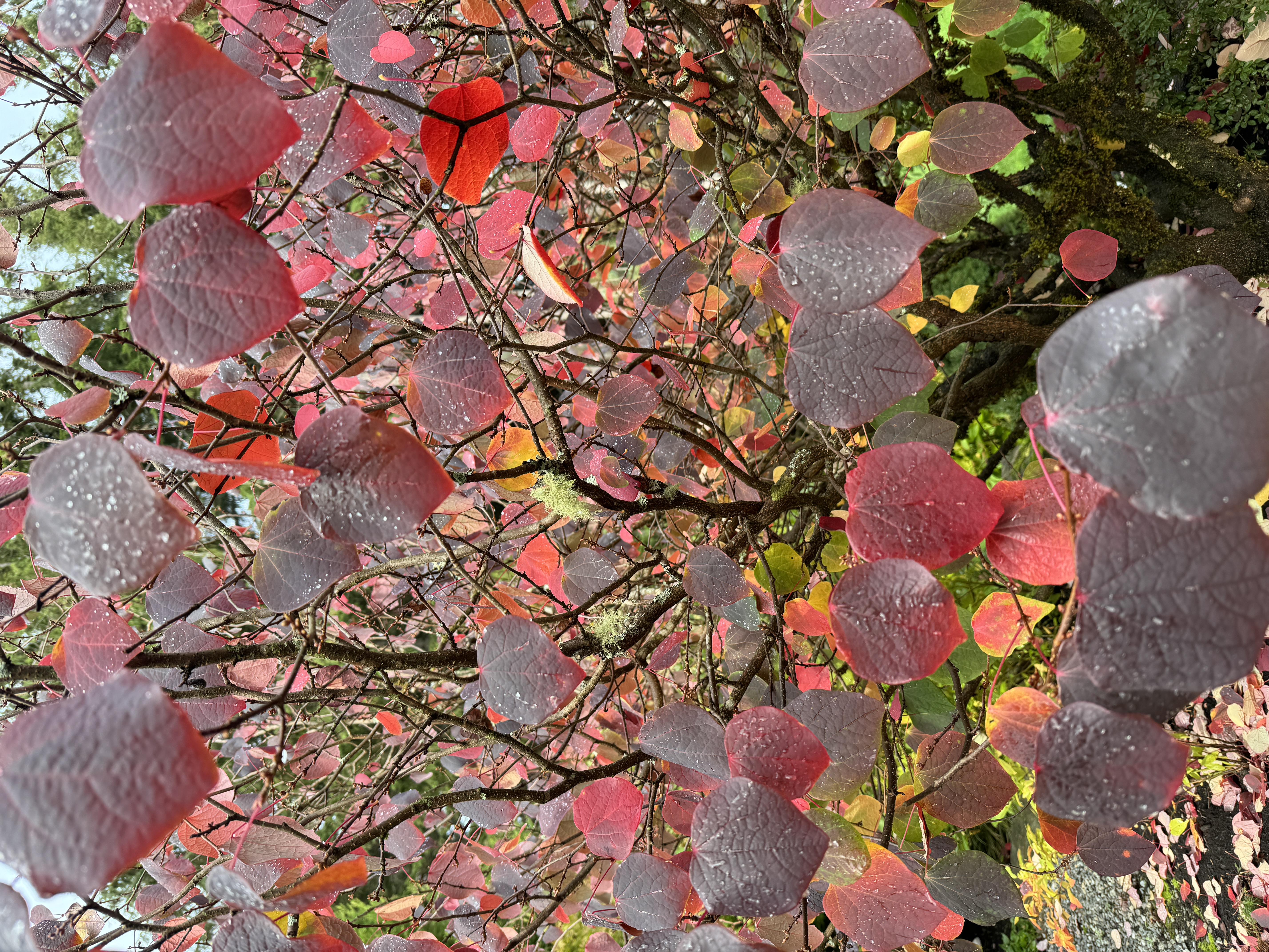 Fall color specialty tree with rain drops in the Pacific Northwest