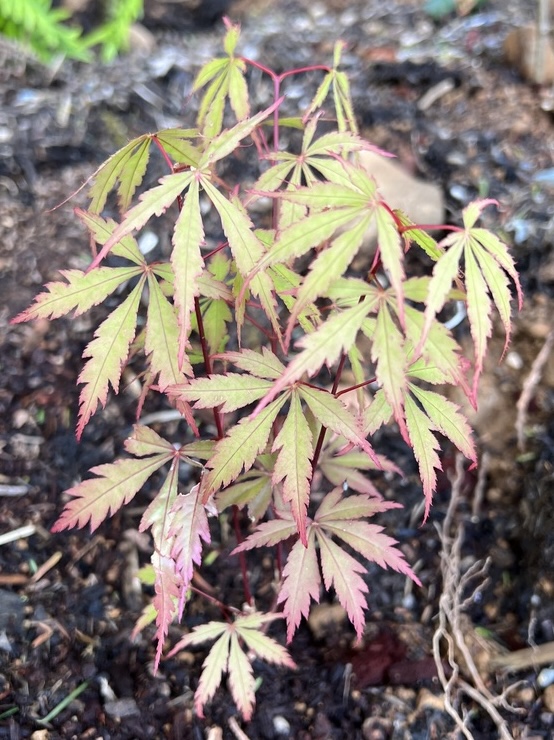 Young green Japanese maple seedling with pink-blushed, deeply lobed leaves