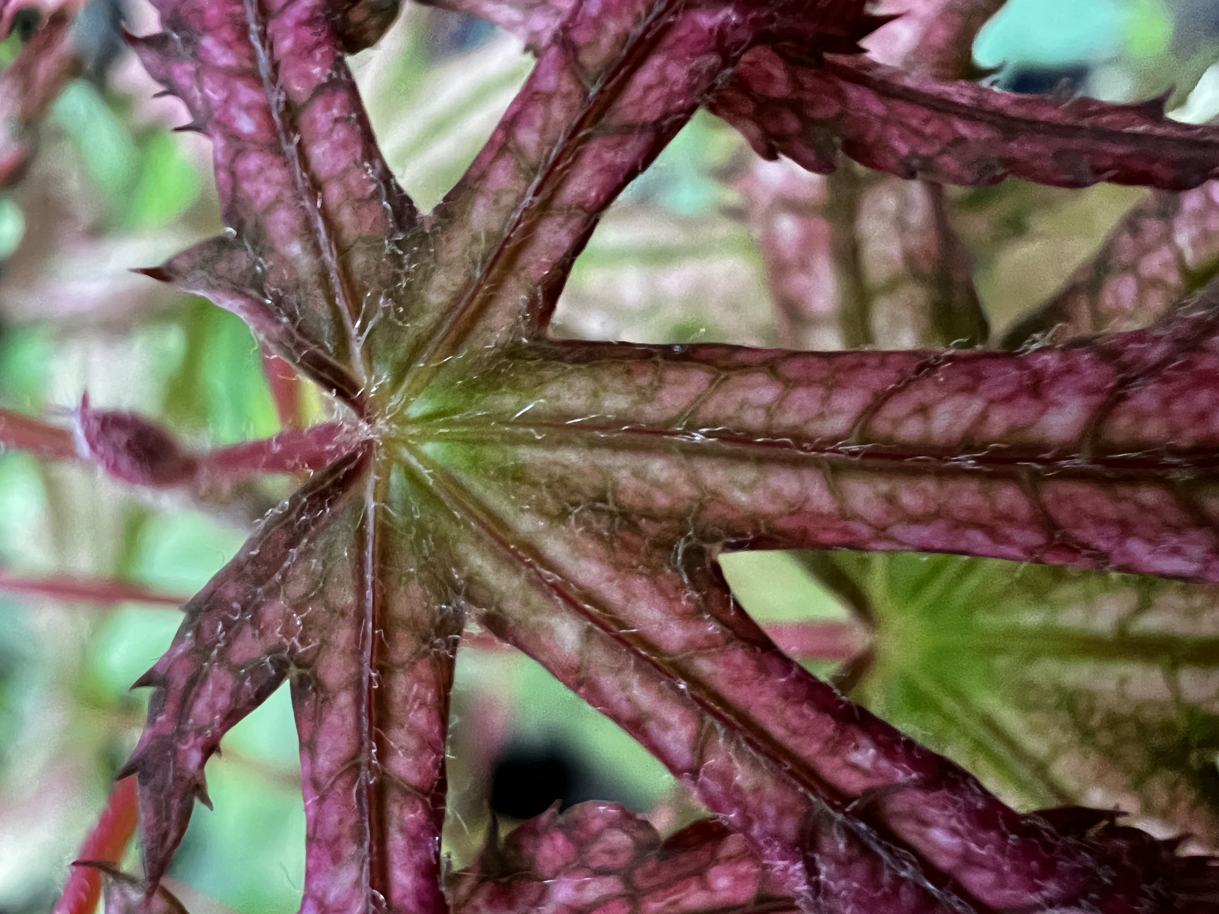 Extreme close-up of deeply lobed Japanese maple leaf showing crimson veining and texture