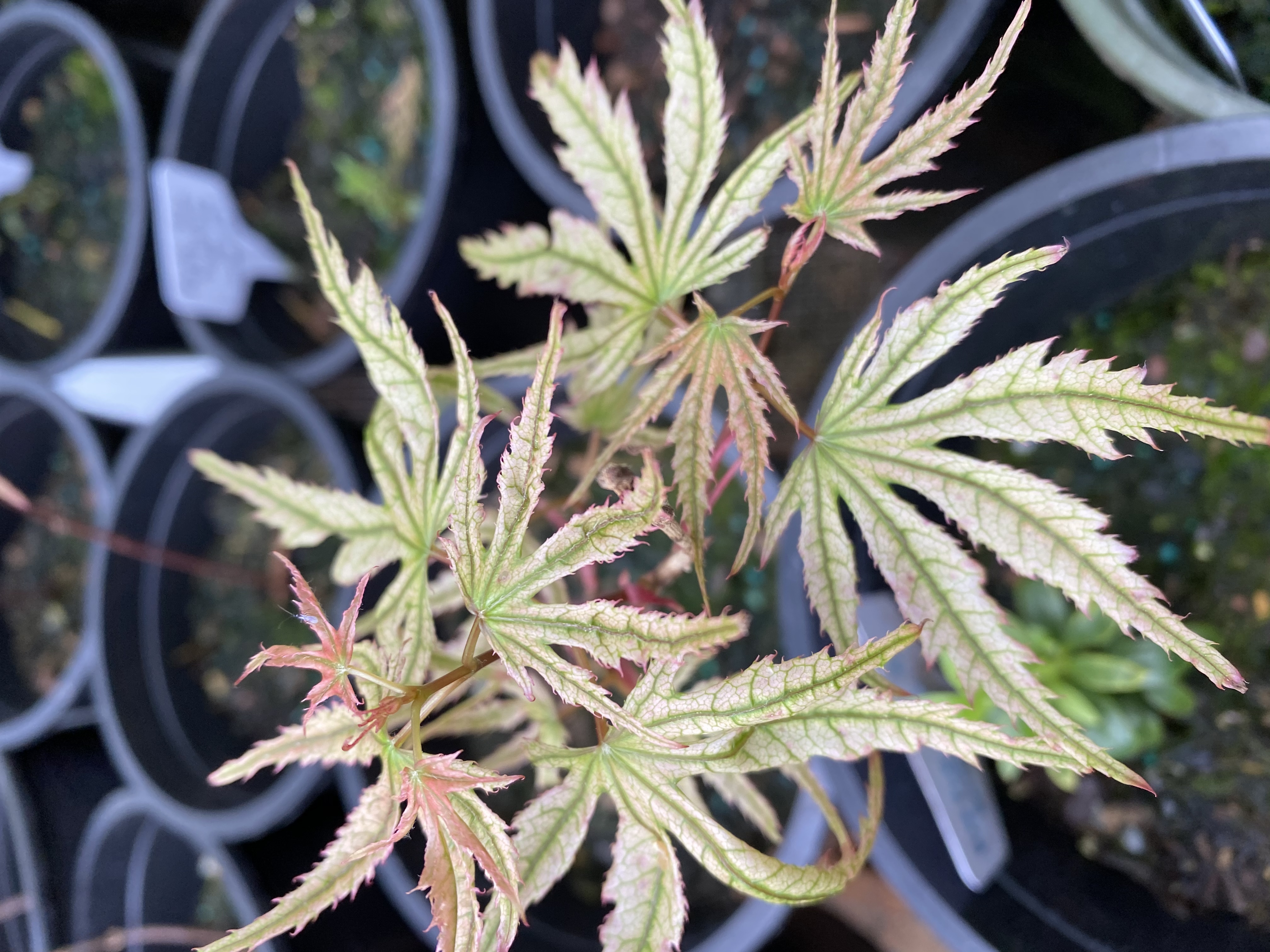 Cream and chartreuse Japanese maple with pink-edged foliage in nursery pots