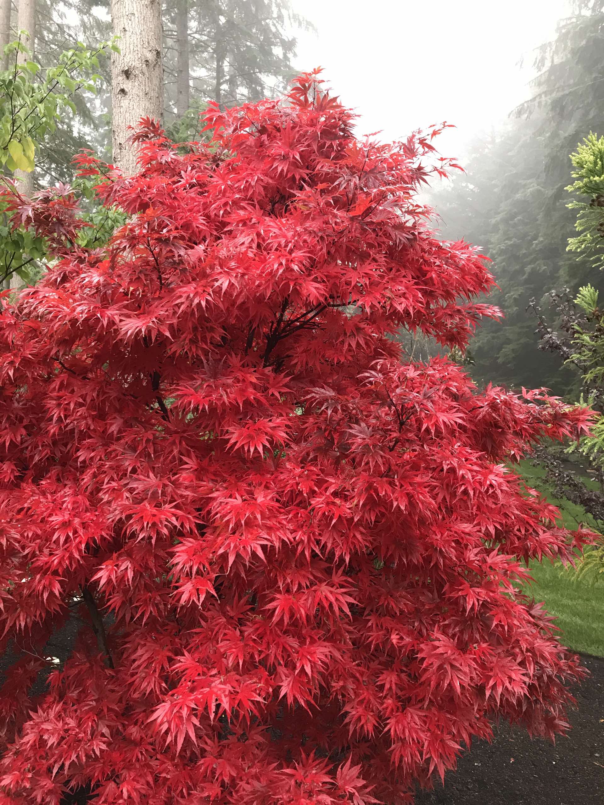 Seed-grown Japanese maple in brilliant red autumn color against misty Pacific Northwest conifers