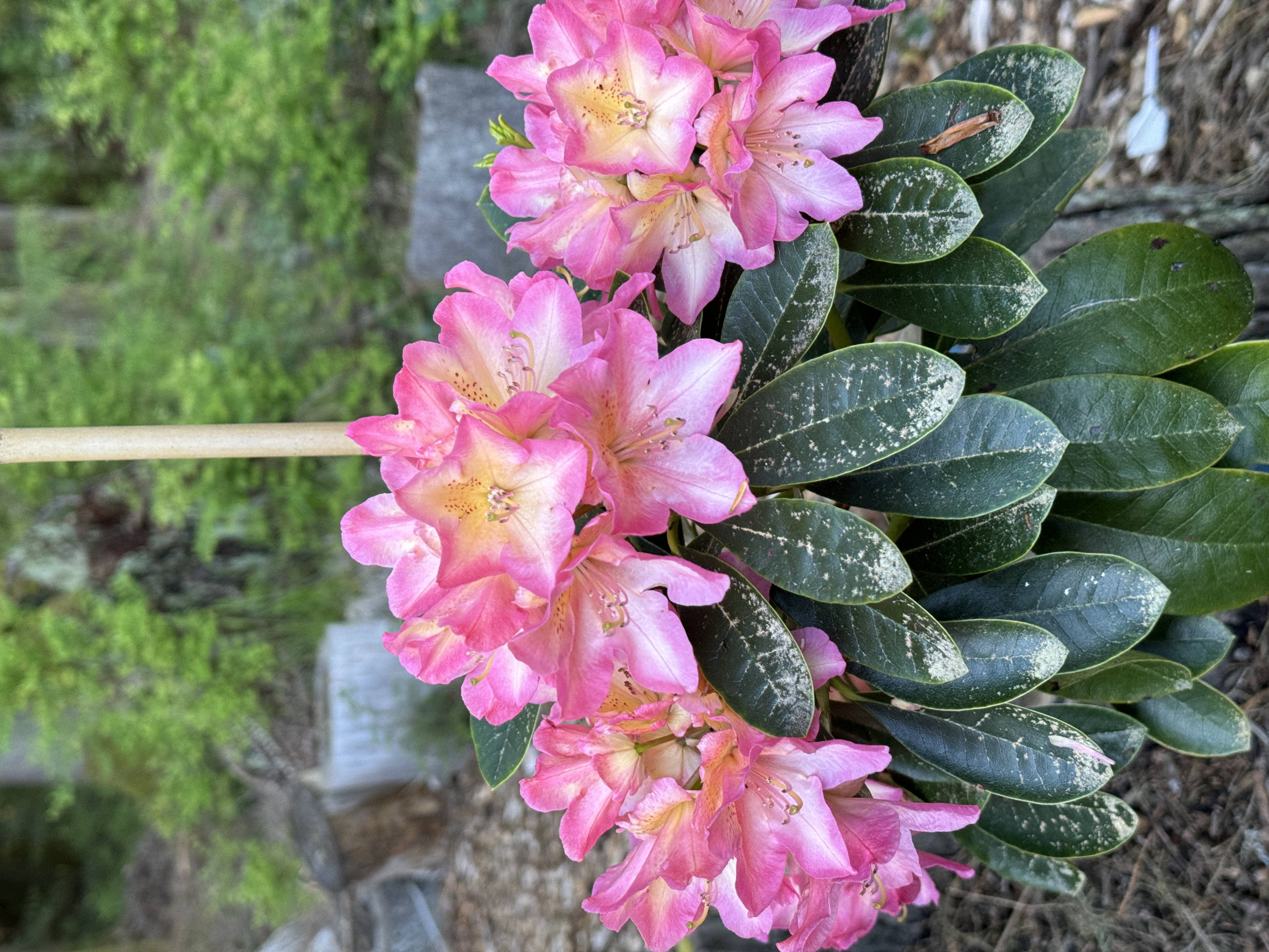 Hand-propagated rhododendron with vibrant pink blooms and glossy leaves