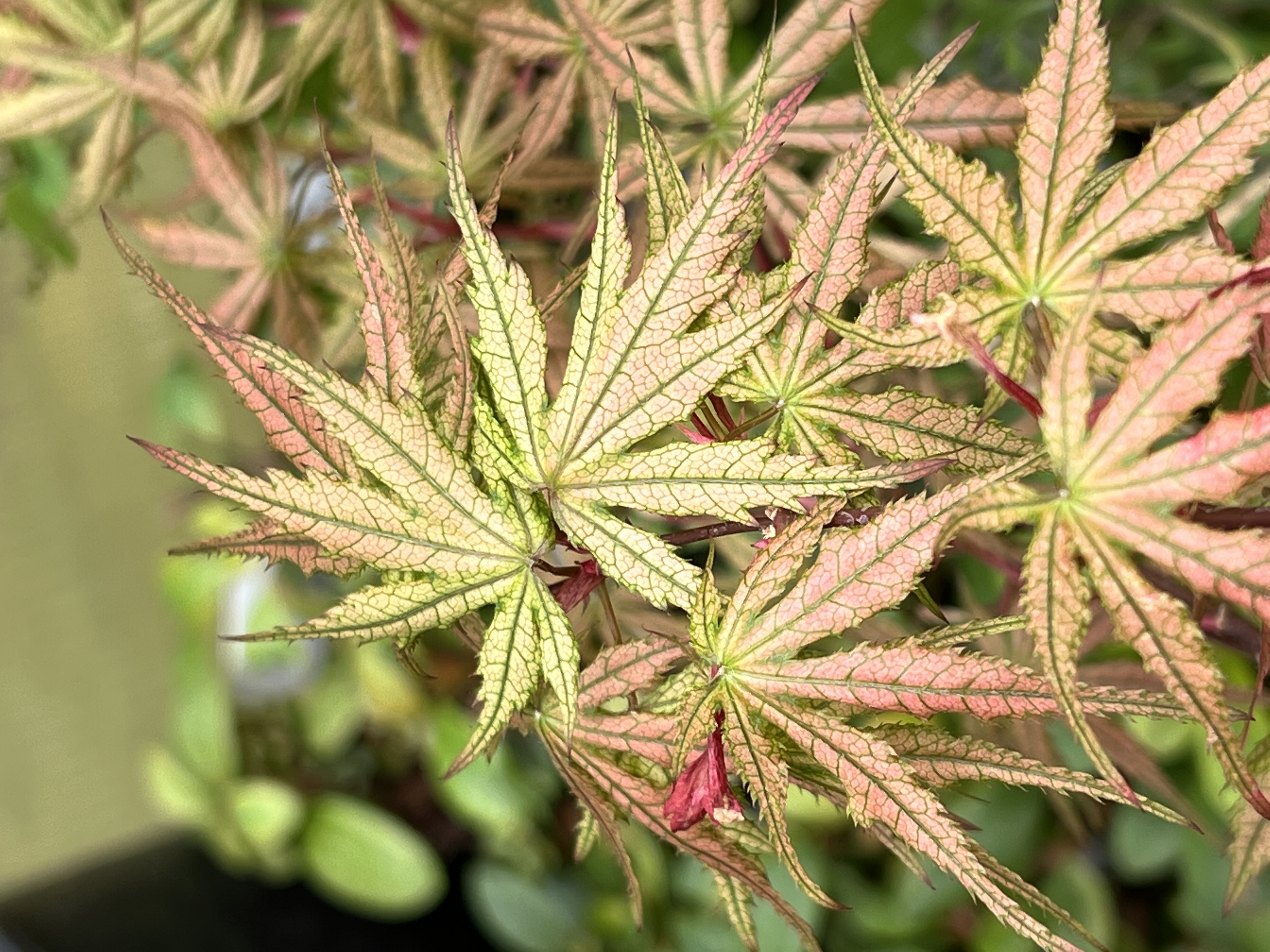 Variegated Japanese maple with pink, cream, and green reticulated foliage